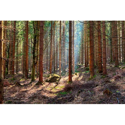 DIMEX ART Флизелинов фототапет смърчова гора 375 x 250 см