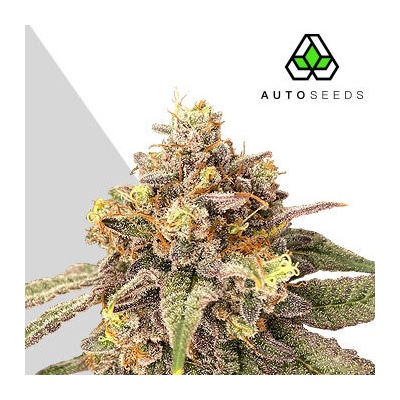Auto Seeds Pink Runtz Auto semienka neobsahujú THC 3 ks