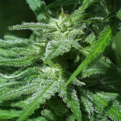 KC Brains Seeds Brains Damage regular semienka neobsahujú THC 5 ks