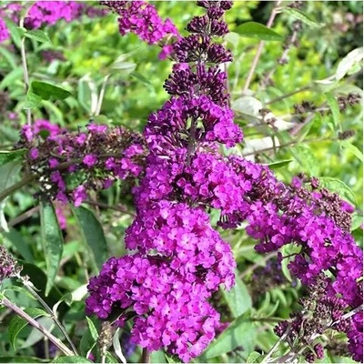 Buddleja davidii 'Nanho Purple' 30-40 C2L