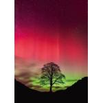 Heye - Puzzle Power of Nature: Sycamore Gap - 1 000 piese