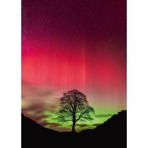 Heye - Puzzle Power of Nature: Sycamore Gap - 1 000 piese