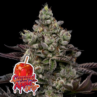 Caramel Apple Drip Anesia Seeds semena neobsahují THC 3 ks