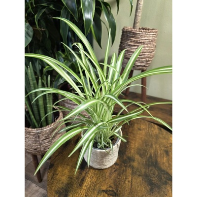 Chlorophytum Comosum Variegatum – Sleviste.cz