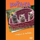 Koťata DVD