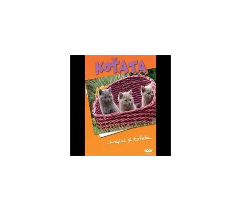 Koťata DVD