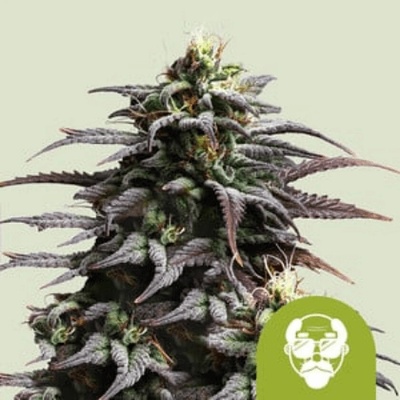 Royal Queen Seeds Cannabis Seeds Grandaddy Purple Auto