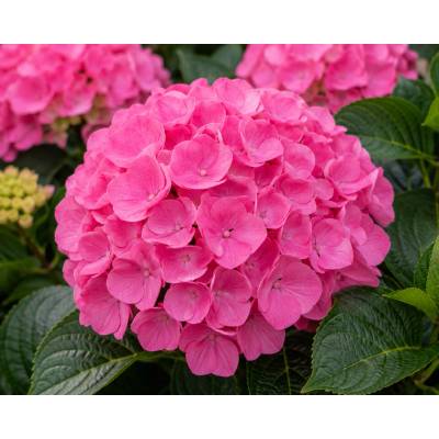 Hortenzie velkolistá 'Pink'