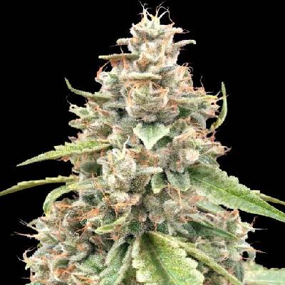 Advanced Seeds Lemon Bean Fast Semienka neobsahujú THC 5 ks