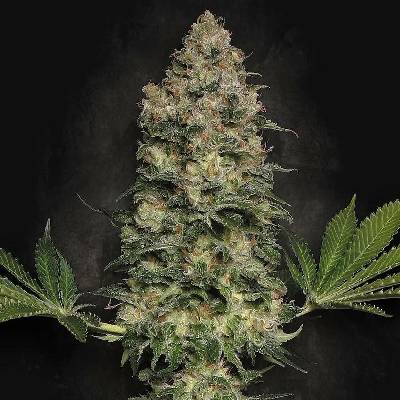 Paradise Seeds Jacky White semena neobsahují THC 5 ks