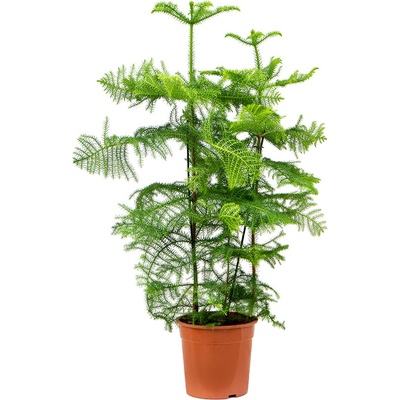 Araucaria heterophylla 27x100 cm