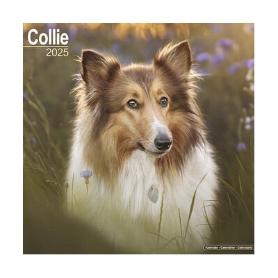 Kalendár 2025 Collie, 30,5 x 30,5 (30,5 x 61) cm