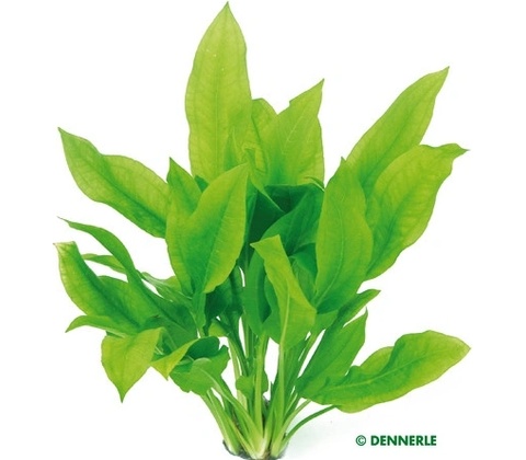 Echinodorus bleheri