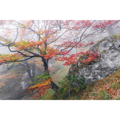 Komar Vliesová fototapeta Euphoria rozměry 300 x 200 cm