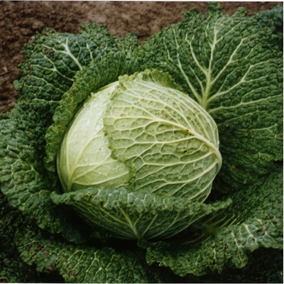 Kel hlávkový Verita F1 - Brassica oleracea var. sabauda - semená kelu - 110 ks