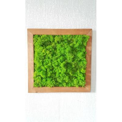 Mechový obraz v dřevěném rámu 50cm x 50cm