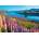 Castorland - Puzzle Lake Tekapo, New Zealand - 500 piese