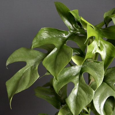 Rhapidophora Tetrasperma