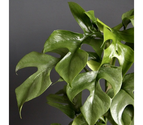 Rhapidophora Tetrasperma