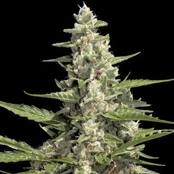Paradise Seeds Pandora AUTO semena neobsahují THC 3 ks