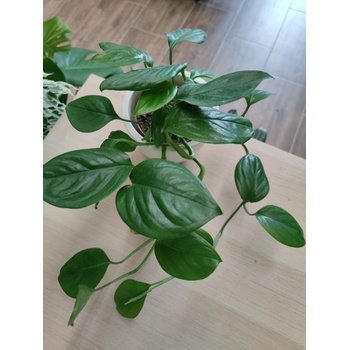 fabian aralia plant Aralia Fabian Stump – Plants-Zen