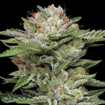Humboldt Seed Company V Auto semienka neobsahujú THC 3 ks