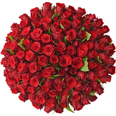 Kytice 100 rudých růží RED TORCH 50 cm – Hledejceny.cz