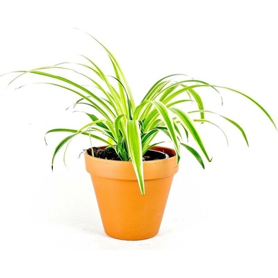 Gardners Chlorophytum Comosum, průměr 11-12 cm Chlorofytum, zelenec