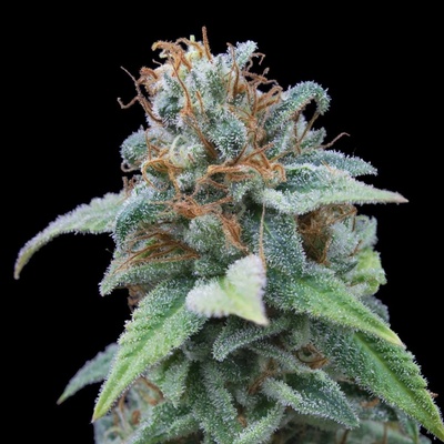 Exclusive Seeds Bank Gasoline semena neobsahují THC 3 ks