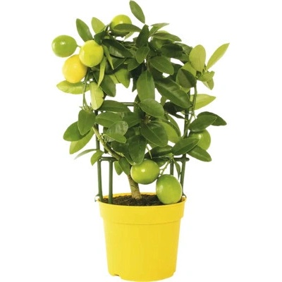 Limequat, mini citrus na špalieri FloraSelf Citrus limonella výška cca 22 cm kvetináč Ø 12 cm