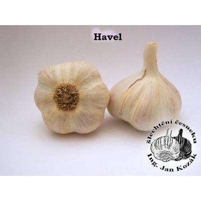 Václav Kozák Sadbový česnek - HAVEL 5-8 cibulí