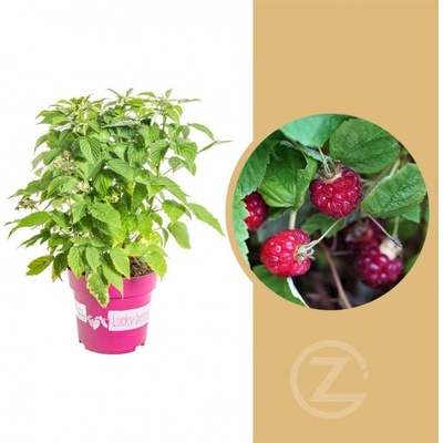 Maliník stáleplodící Rubus idaeus Luckyberry velikost kontejneru 4.6 l