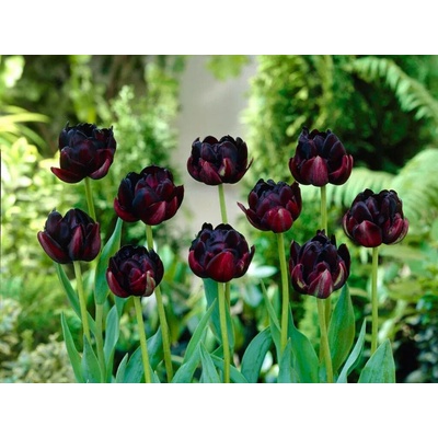 Tulipán Black Hero 5 ks v balení