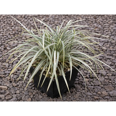Ophiopogon japonicus Variegatus