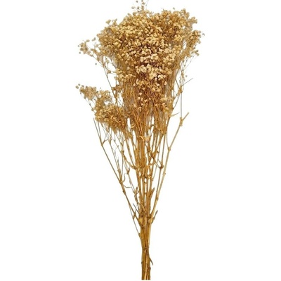 GYPSOPHILA NATUR PREPAROVANÁ/zv
