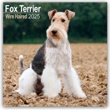 Fox Terrier Wirehaired Drahthaar Foxterrier 16-Monats 2025