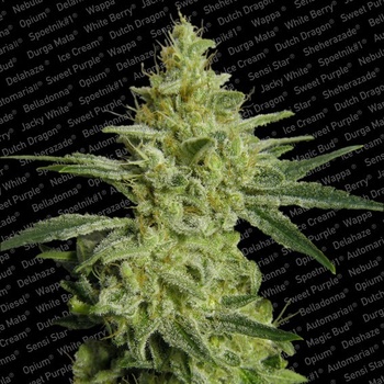 Paradise Seeds Allkush semena neobsahují THC 3 ks