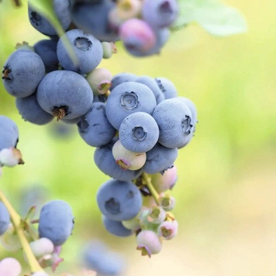 Čučoriedka BIO Hof:Obst Vaccinium corymbosum 'Patriot' výška 30-40 cm kvetináč 15 cm
