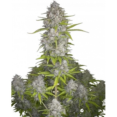 Fastbuds Orange Sherbet Auto semienka neobsahujú THC 100 ks