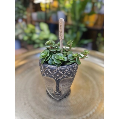 Sedum Makinoi Kosmosje Tornado mini