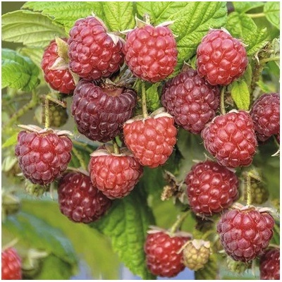 Malina podzimní BIO FloraSelf Bio 'Autumn Bliss' květináč 2 l