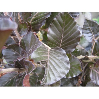 Buk lesní 'Dawyck Purple' - Fagus sylvatica Dawyck Purple