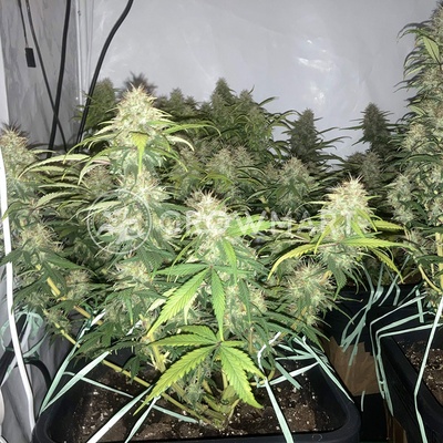 Dutch Passion POWER PLANT-REGULAR semena neobsahují THC 10Ks
