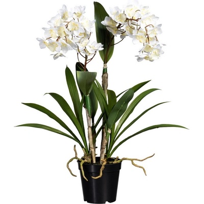 Dendrobie biela v kvetináči, 61cm