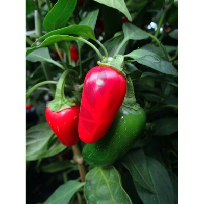 Jalapeno Early – Zboží Mobilmania