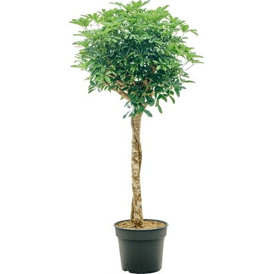 Schefflera arboricola Compacta Stem 34x160 cm