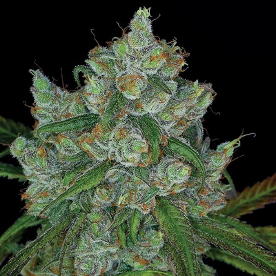 Anesia Seeds Bruce Banner #3 semienka neobsahujú THC 3 ks