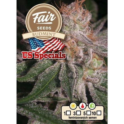 FAIR SEEDS Budmint semienka neobsahujú THC 3 ks