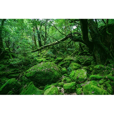 Obraz na plátne - Green forest
