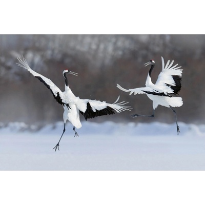 Dimex MS-5-0402 Vliesová fototapeta Pár tančících jeřábů rozměry 375 x 250 cm